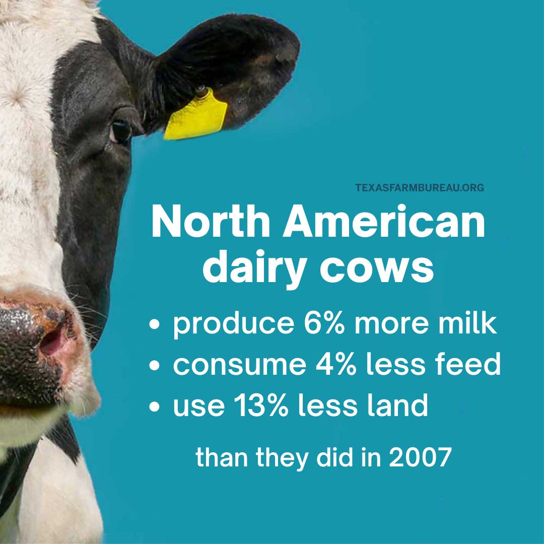 North American dairy cows produce 6% more milk, consume 4% less feed, and use 13% less land than they did in 2007, according to a new study. Let’s raise a glass full of milk to the efficiency and sustainability of American dairy!

Read more: txfb.us/YTAM101022