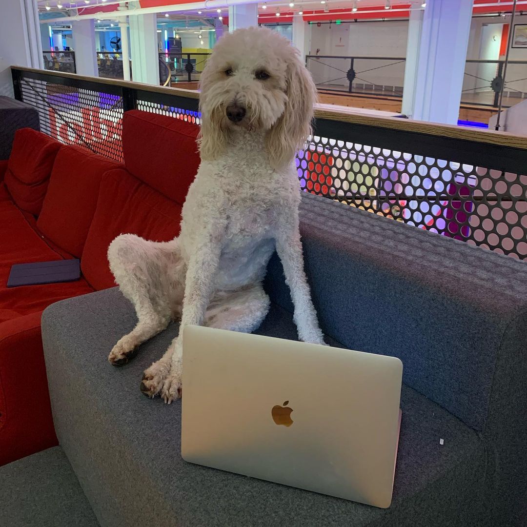 Bigdreamz1st's tweet photo. #Learning_C 
Today I studied about structures, why and how to use them  I also read about typedef and how to use it in C lang.
The most interesting part of today's project is that I did it with my phone for the first time because my laptop battery was dead 😁
#ALXaccepted #alx https://t.co/WP9ERz7eyQ