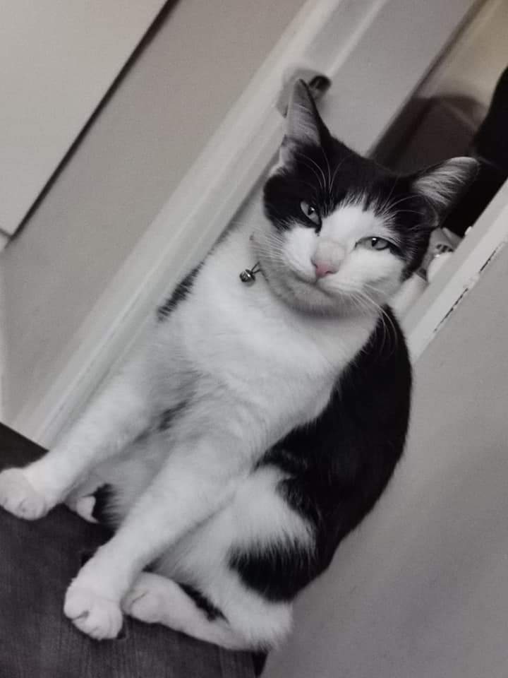 JohnDaffern2's tweet photo. Oreo, male 4 years old has gone #missing from home #Bestwood area of #Nottingham NG5 next to city Hospital, not been home in 3 days, very unusual to stay out, please check garages, sheds & empty properties https://t.co/NillEuJoId