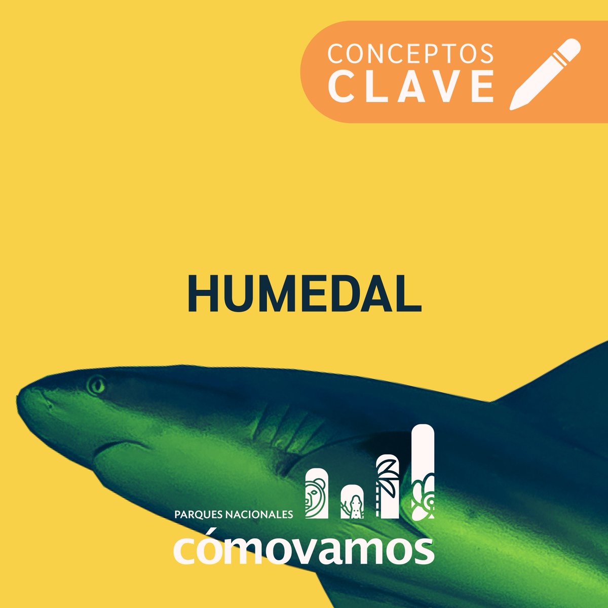 ParquesComoVan's tweet photo. #ConceptosClave
¿Qué es un humedal?
Son zonas donde el agua es el principal factor controlador del medio y la vida vegetal y animal asociada a él; existen en donde la capa freática se halla en la superficie terrestre, cerca de ella o donde la tierra está cubierta por aguas. https://t.co/utlHuWnMcU