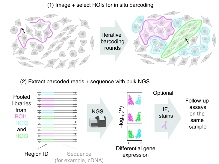 Nature Methods (@naturemethods) on Twitter photo What's new in spatial 'omics? Light-seq from the <a href="/SinemKSaka1/">Sinem Saka</a>, Kishi, Cepko, and Yin labs! Light-Seq uses light-directed DNA barcoding in fixed cells and tissues for multiplexed spatial indexing and subsequent next gen sequencing of even rare cell types. nature.com/articles/s4159… What's new in spatial 'omics? Light-seq from the <a href="/SinemKSaka1/">Sinem Saka</a>, Kishi, Cepko, and Yin labs! Light-Seq uses light-directed DNA barcoding in fixed cells and tissues for multiplexed spatial indexing and subsequent next gen sequencing of even rare cell types. nature.com/articles/s4159…