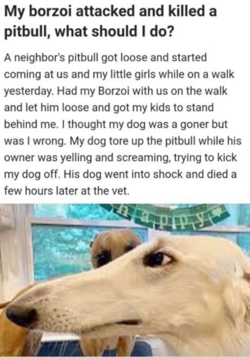 Trollstoy on Twitter "Borzoi or Russian Hunting Sighthound vs American