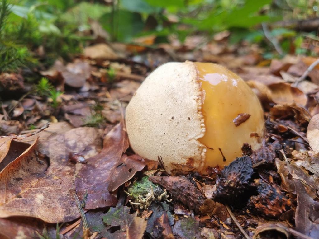 roy_mes's tweet photo. Deze paddenstoel is met allerlei fabels omgeven en het eivormige lichaam waar de paddenstoel uit groeit, draagt de vleiende naam 'duivelsei'. #sysselt #glk (foto: B. Pool). https://t.co/dxM5sUmKrU