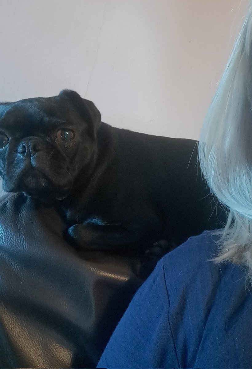 Effie helping me with my work tonight. 🐶 After stealing &amp; hiding a shoe 🤣