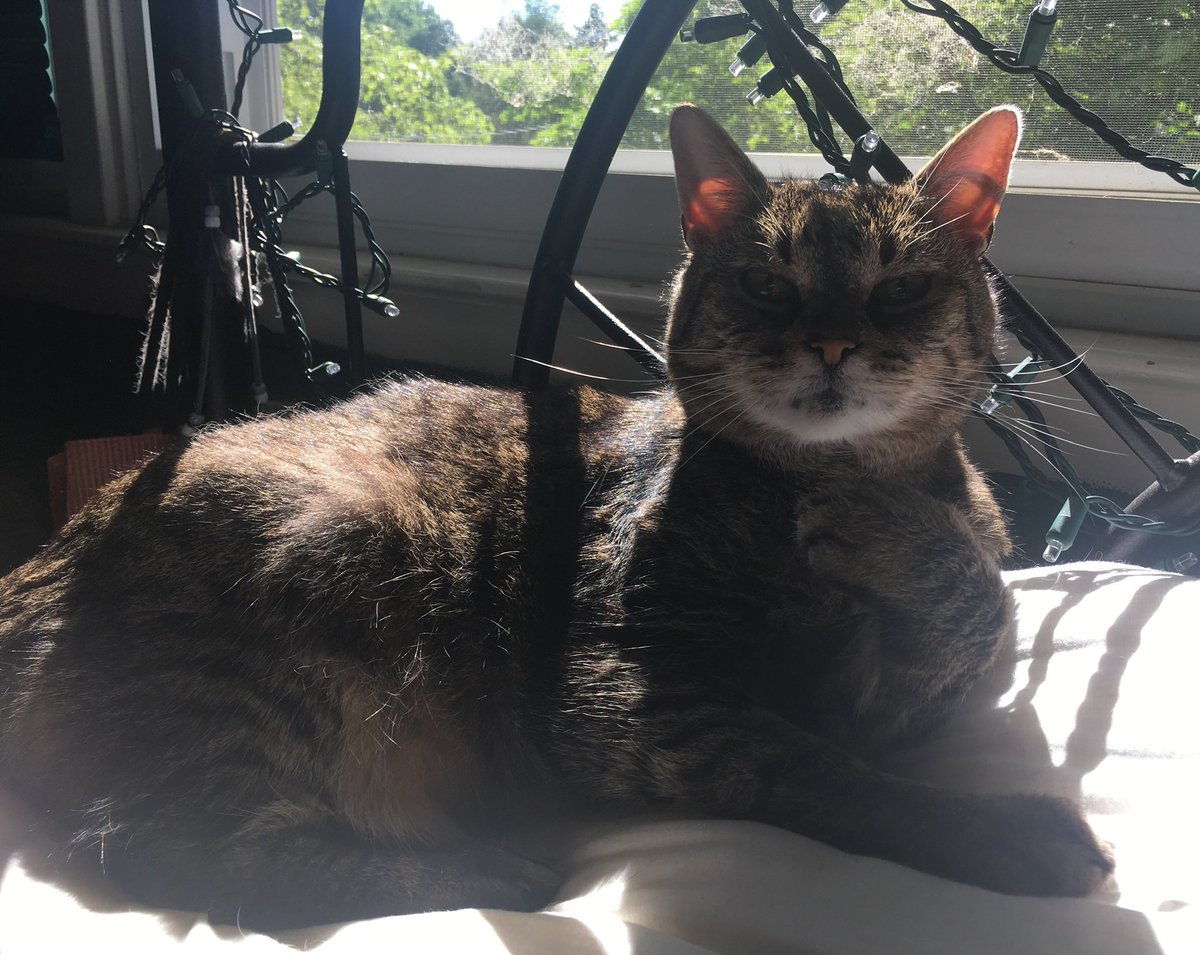 brovaary's tweet photo. In the span of less than a month, my family has had to say goodbye to two babies, including my little girl of seventeen years.

Missing Jackie and my Nala more than words can say. They’re loved so deeply, and life won’t be anything near the same without them.

🌈 🐈 🐈 🌈 https://t.co/BgFJUgtXUv