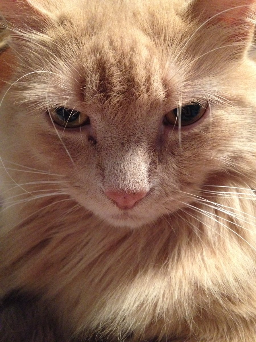 brovaary's tweet photo. In the span of less than a month, my family has had to say goodbye to two babies, including my little girl of seventeen years.

Missing Jackie and my Nala more than words can say. They’re loved so deeply, and life won’t be anything near the same without them.

🌈 🐈 🐈 🌈 https://t.co/BgFJUgtXUv