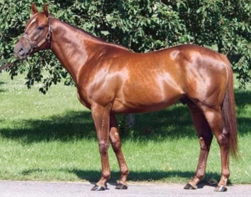 HORSERACING1002's tweet photo. FIRST SAMURAI 🇺🇸 2003
(GIANT'S CAUSEWAY -  FREDDIE FRISSON BY DIXIELAND BAND) #FirstSamurai
B/ John Gunther (KY) Feb 11, 2003
O/ Robbins, Lasdon, Lunsford.
T/ Frank Brothers
KEESEP 380,000 Dls RNA
8-5-1-1------915,075 dls
Champagne S G1, Fountain of Youth S G2, Hopeful S G1 https://t.co/yKOM2sphdr