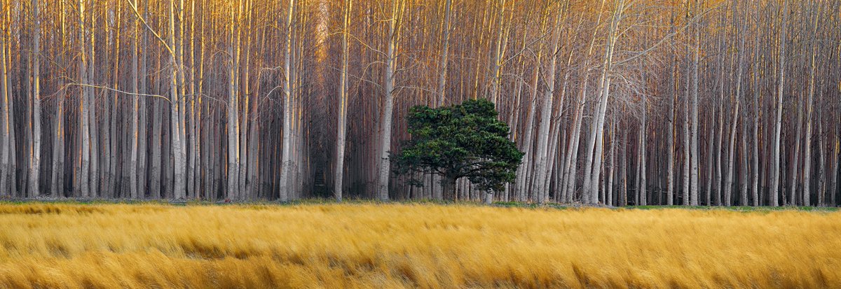 Peter Lik tweet media