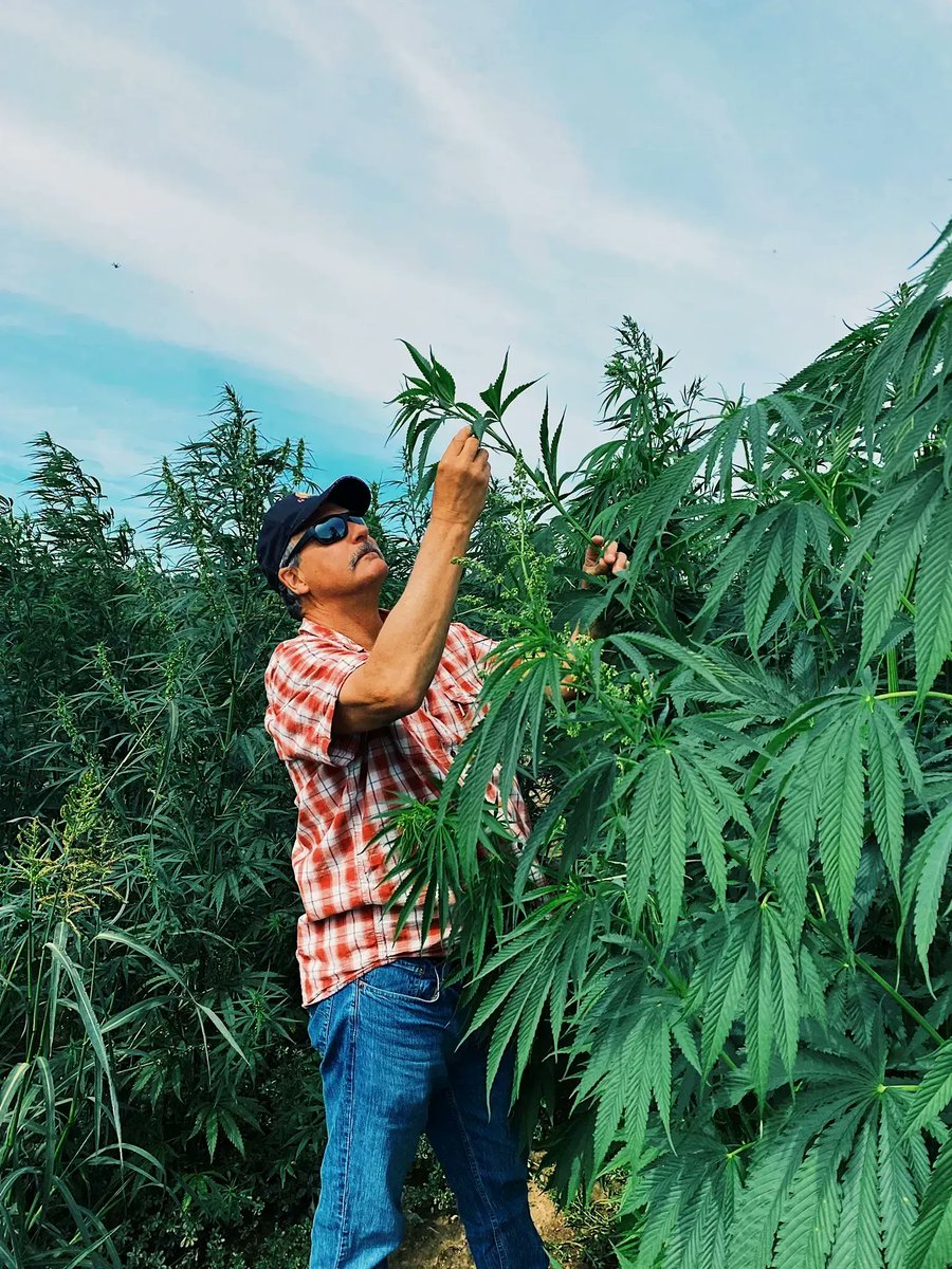 International Hemp tweet media