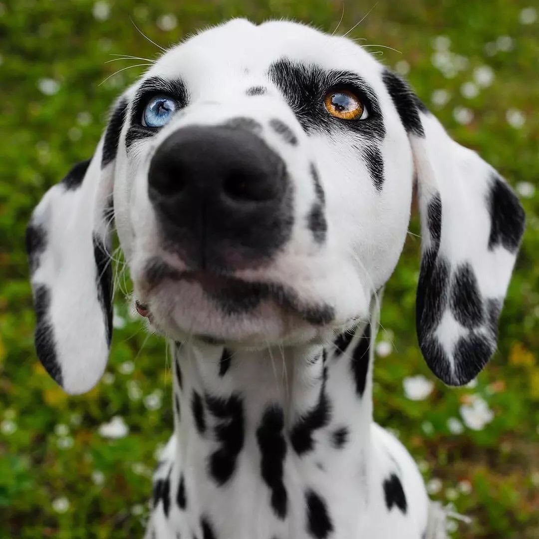 RT
Amazing Eye 
.
.
#corathespottyone #dogsoftwitter #dalmatianl