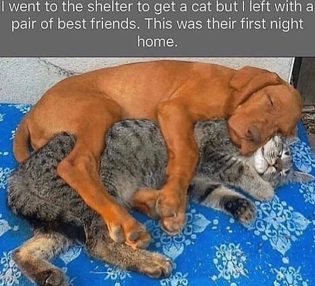 Davesaliberal's tweet image. Heartwarming friendship!