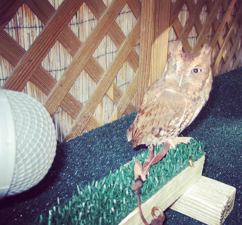 watsonwu's tweet photo. OLD pics of me recording various #animal sounds
#Animals are NOT actors…
.
#soundeffects #watsonwu #sounddesign #microphone #gameaudio #gamesound #audioforgames #filmsound #audiopost #cow #hissingroach #owl #gators #alligator #sarasotajunglegardens #junglegardens https://t.co/YZP63J2hzC