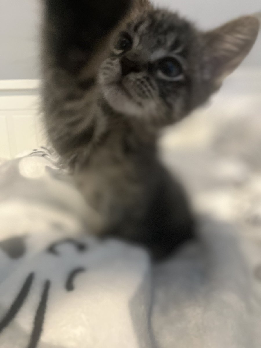 LaurenBolopue's tweet photo. Todays kitty spam #kittenforce https://t.co/jfc0y0mdz0