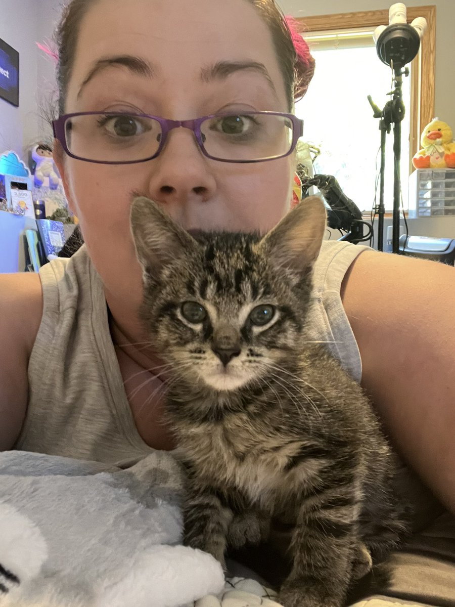 LaurenBolopue's tweet photo. Todays kitty spam #kittenforce https://t.co/jfc0y0mdz0