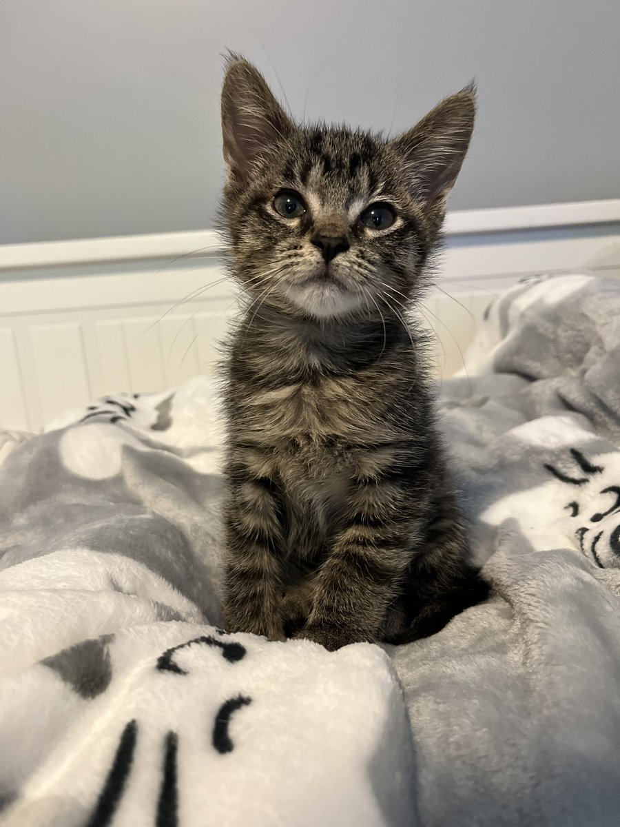 LaurenBolopue's tweet photo. Todays kitty spam #kittenforce https://t.co/jfc0y0mdz0