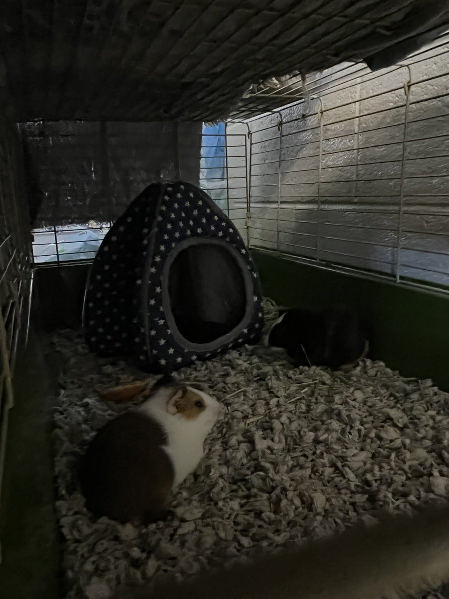 BrainyBio_Bunch's tweet photo. Welcome to @WarhillHigh vet science baby Guinea pigs! Can’t wait to help @heritagehumanesociety find you new homes! https://t.co/EnbKpiEMIc