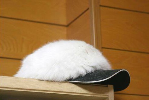 poorlycatdraw's tweet photo. 🧢 https://t.co/3aAPEPiPKo