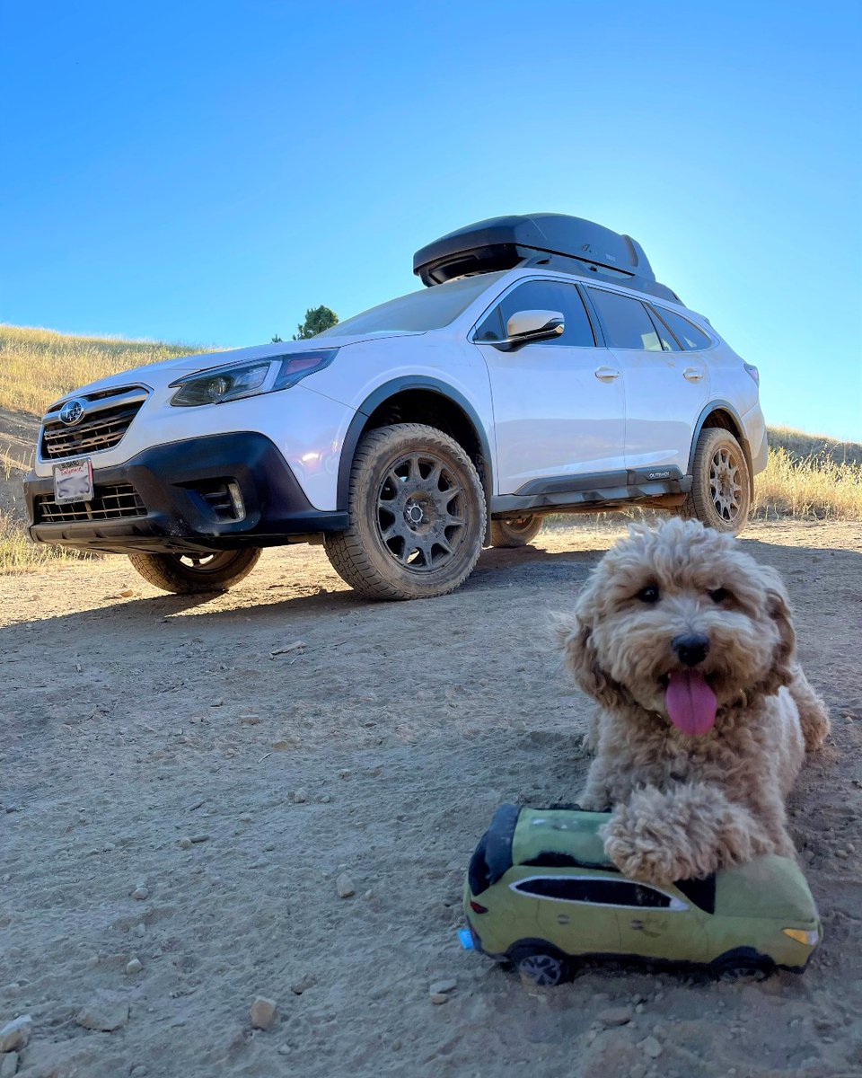 subaru_usa's tweet photo. Who else has a matching Chewbaru for their furry friend? #SubaruLovesPets #MakeADogsDay

“Late birthday post for my adventure bud Finn 💙 4 years young and full of life… Got him his own @subaru_usa Outback toy to match my toy ✌️.” (📸: @jamiesaito) https://t.co/dwIieIEaA9