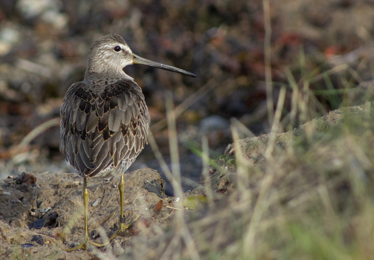 This Long-billed Dowitcher was a surprise for #SCAN ringers in #NorthWales at the weekend, only the third ever ringed in the UK. See this week's @DPFarming BirdNotes for news of this and other sightings. Thanks to @chorltonbirder for the great photos. birdnotes.wales/blog/siberian-…