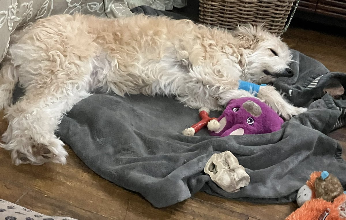 Lola is resting after her 8 hour chemo infusion today ❤️