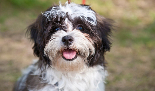 VDFINFO's tweet photo. October is Adopt-a-Shelter Dog Month. If you're planning to welcome a four-legged family member, one of your first visits with your new dog should be with a veterinary dentist. Be proactive and schedule a comprehensive dental exam and cleaning today: https://t.co/WZdZl2sAVN https://t.co/H2UfYFshGM