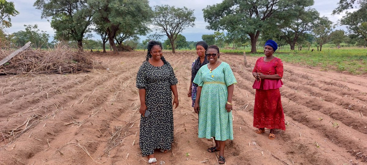 GodwinAtser's tweet photo. Today, I visited #Buruku where the #Benue #women farmers in collaboration with #IITA #GoSeed are working towards establishing 50 hectares of improved #cassava varieties to help meet #seed requirements in the North Central region of #Nigeria.
@Taat_Africa https://t.co/5IvxBpWfFf