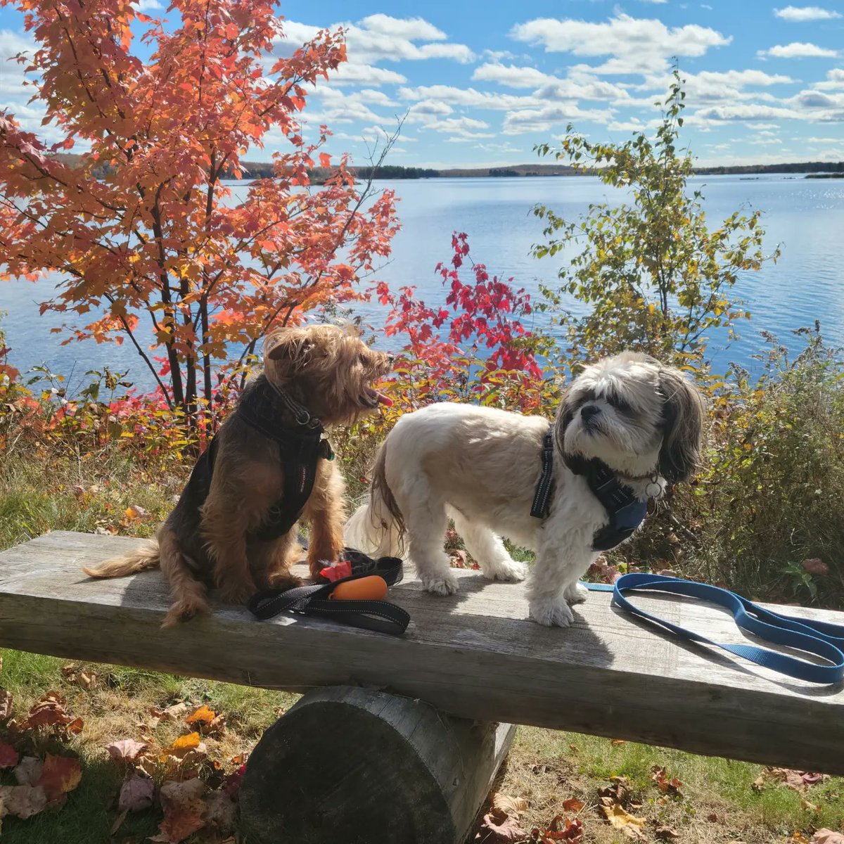 Paul Brunet tweet media