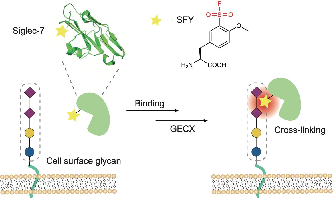 Our latest #research on creating covalent linkages between proteins and carbohydrates, published with 
<a href="/SpringerNature/">Springer Nature</a> in <a href="/NatureChemistry/">Nature Chemistry</a>, allowing one to irreversibly lock proteins with bound carbohydrates for researching and engineering. rdcu.be/cXgml