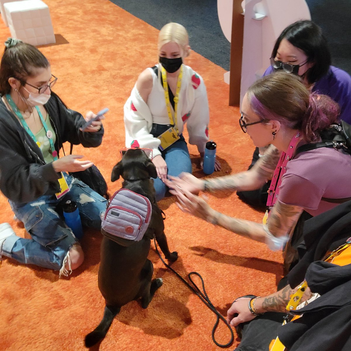 hanginwithazard's tweet photo. Nova getting love from @OlivesCrossing and @alloecrossing at TwitchCon!!  #TwitchConSanDiego #TwitchCon2022 #TwitchCon #WOLVfam #KOOPATROOP #cute #backpackdog #nova #Dog https://t.co/FGAWonjlfU