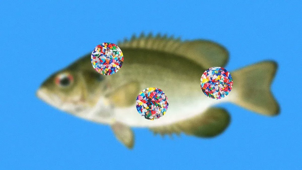 suzannecohen01's tweet photo. .@BonAppetit asked: how much #microplastic am I eating, and can I avoid it? It's worth your time to read this. https://t.co/yAwMACydyy  #food #health #digestion https://t.co/Ntz6J06fPI