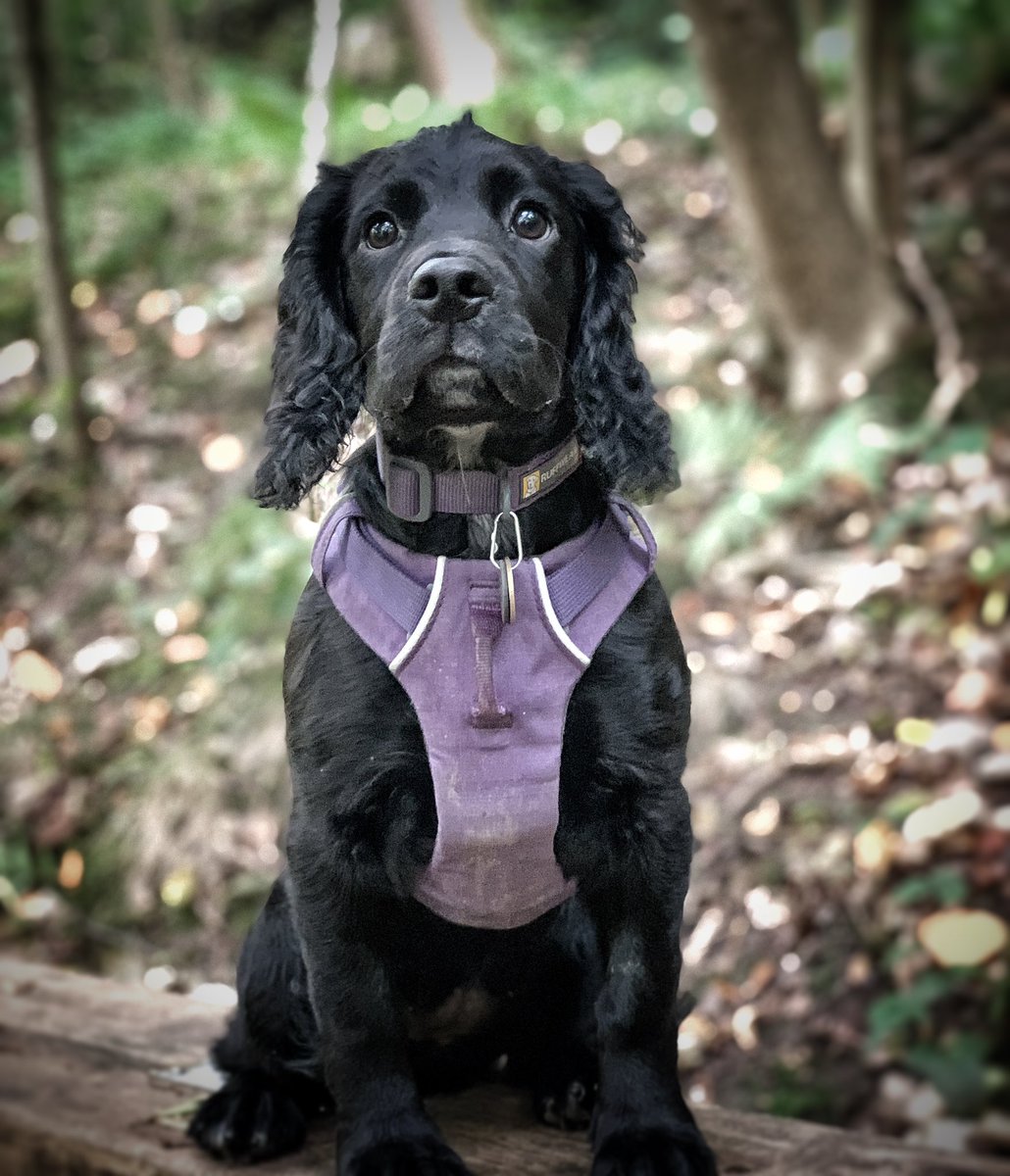 spn1473's tweet photo. Loving our @ruffwear @RuffwearUK harness and collar… just need a lead now! https://t.co/riPTX0aWDJ