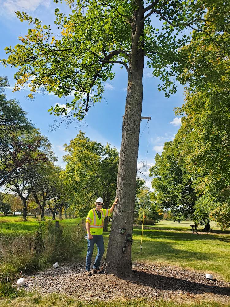 Tweeting Tulip Tree (@tweettuliptree) on Twitter photo Thank you to the Davey Resource Group - Utility Vegetation Management crew for stopping by last week! <a href="/DaveyTree/">Davey Tree Expert Co</a> 🌳 My leaves are just beginning to change color 🍂 #Tree #nature #fall #phenology Thank you to the Davey Resource Group - Utility Vegetation Management crew for stopping by last week! <a href="/DaveyTree/">Davey Tree Expert Co</a> 🌳 My leaves are just beginning to change color 🍂 #Tree #nature #fall #phenology