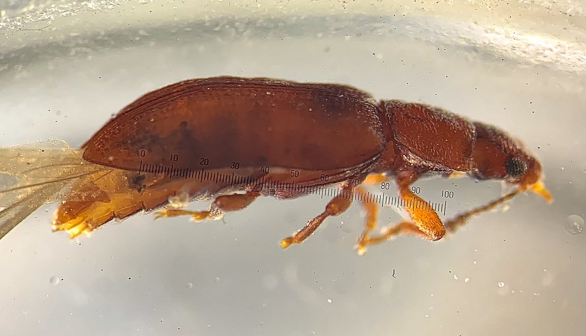 After a couple days of internet trouble, I’m back with some more #beetle pics. Gonna show some love to the little brown beetles, starting with this Ericmodes tarsalis (Protocucujidae). Check out those teeth on the pronotum!