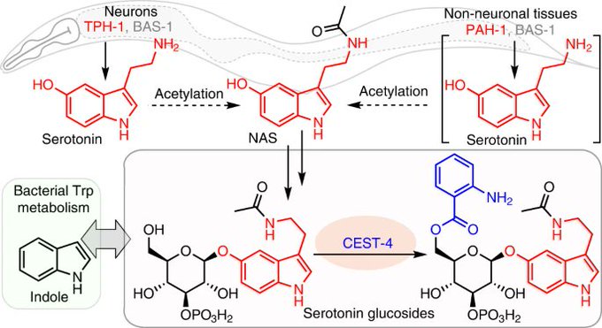 Schroeder Research Group (@group_schroeder) on Twitter photo New pathways for serotonin biosynthesis and metabolism in C. elegans, with <a href="/jingfang_yu/">Jingfang Yu</a> and <a href="/bennettfox9/">bennett_fox</a> out at <a href="/nchembio/">Nature Chemical Biology</a>: nature.com/articles/s4158…. Thanks to Merly Vogt and Oliver Hobert for a great collaboration; Ji Sze’s insightful commentary at nature.com/articles/s4158… New pathways for serotonin biosynthesis and metabolism in C. elegans, with <a href="/jingfang_yu/">Jingfang Yu</a> and <a href="/bennettfox9/">bennett_fox</a> out at <a href="/nchembio/">Nature Chemical Biology</a>: nature.com/articles/s4158…. Thanks to Merly Vogt and Oliver Hobert for a great collaboration; Ji Sze’s insightful commentary at nature.com/articles/s4158…
