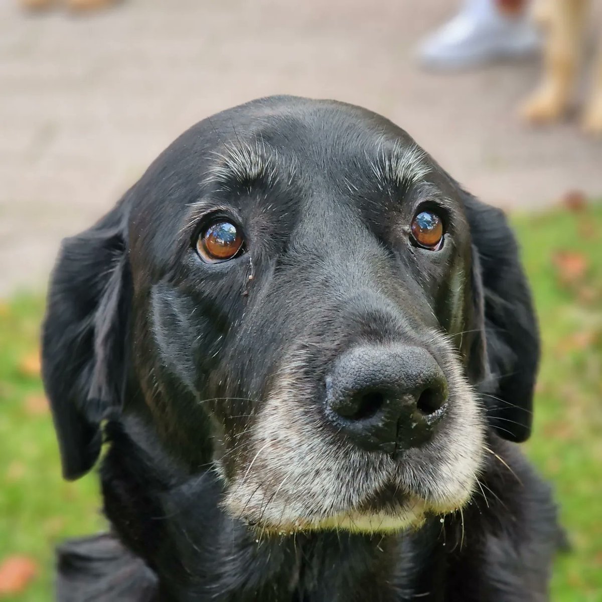 irmavanhoeven's tweet photo. Vorige week kwam ik m'n oude vriendinnetje weer tegen! ❤️
@KNGFGeleidehond @Margaret_Hesp
#Ubby #KngfGeleidehonden #LoveMyJob #Guidedog #Geleidehond https://t.co/mx1RFdZVOI