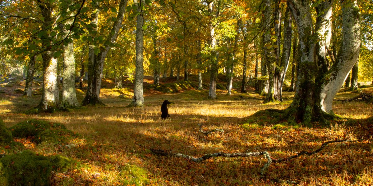 A dog for all seasons
It's World Dog Day. There seems to be a day for everything but in this house, every day is a Dog Day.
I'm so grateful for the friendship of the pup Gill who gives me more than I can every give her.  Here's to dogs the world over! #WorldDogDay 
🐾👣😊