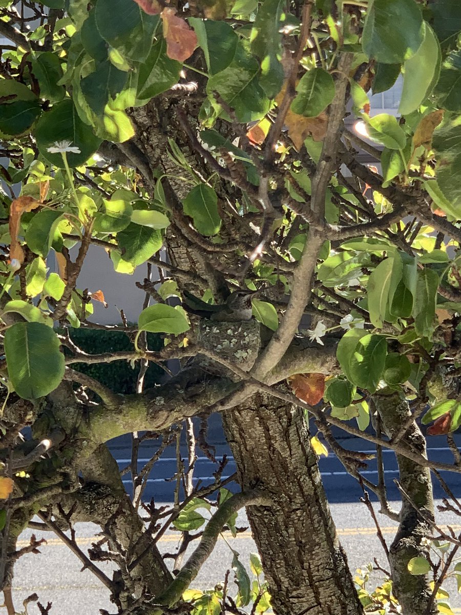 masunUSFCA's tweet photo. I spy with my little eye… Hummingbird nests can be as small as 1.5 inches and are built to easily blend into a range of environments. These birds are habitat generalists found all over San Francisco— would you be able to spot this nest hidden right on campus? 👀🪺 #consbioUSFCA https://t.co/2oFWYKSvSE