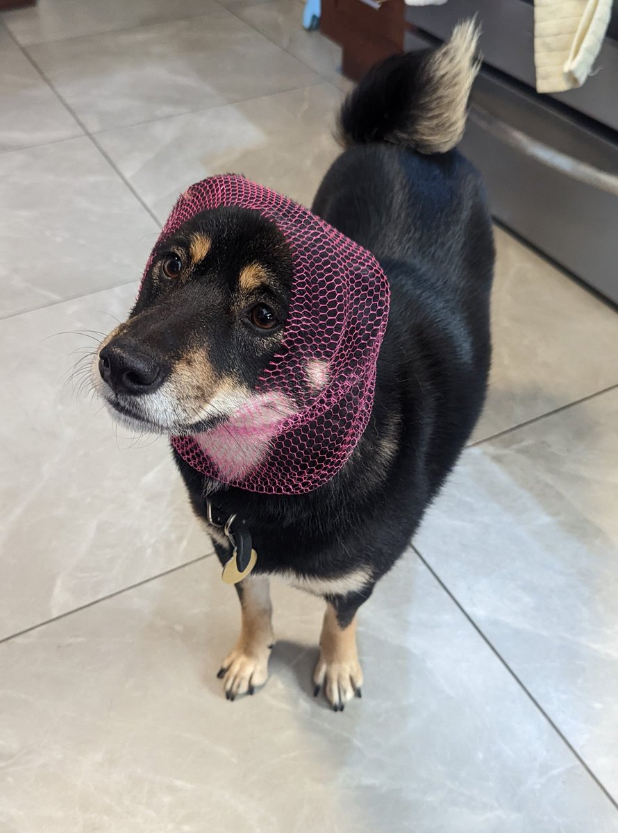 Bisexuals of the Blade (@fancy_foxtrot) on Twitter photo 