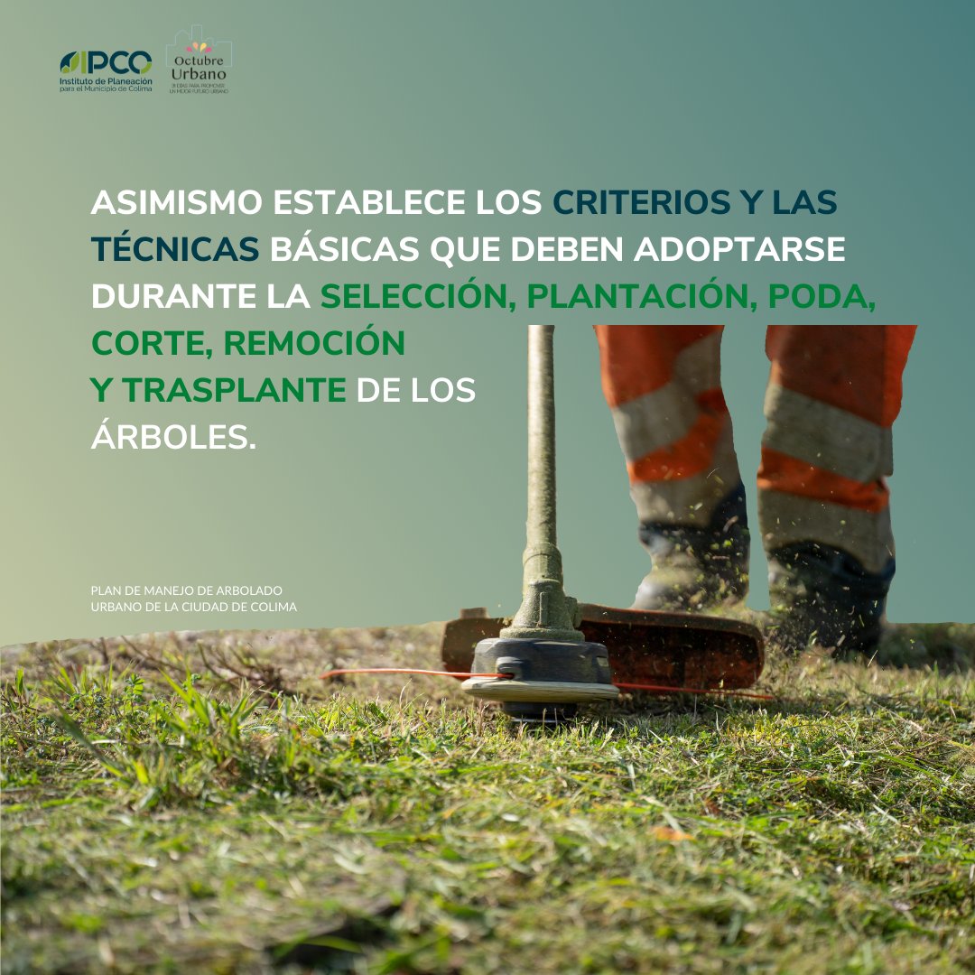 ¿Conoces el Plan de Manejo de Arbolado Urbano de la ciudad de Colima 🌳? 

👉🏼 Se trata de una guía educativa y de trabajo que permitirá comprender la importancia del arbolado urbano y, así, realizar su gestión y manejo más adecuados.

Consúltalo aquí🔗: bit.ly/pmau-ipco