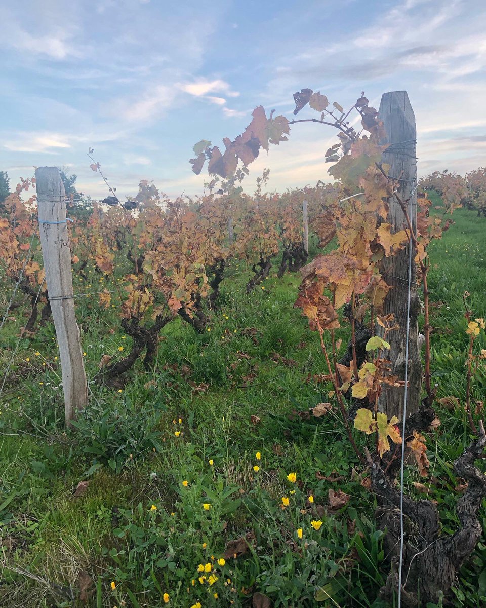 Bertrand011322's tweet image. Le semis du 15 septembre a commencé à lever sur un sol jamais travaillé en 2eme année de conversion bio 😄👍. Ça pousse 🌱 
.
.
.
#biodiversité #vignes #beaujolais #blacé #bio #vin #frenchwine #naturalwines #engraisverts #couvertvegetal