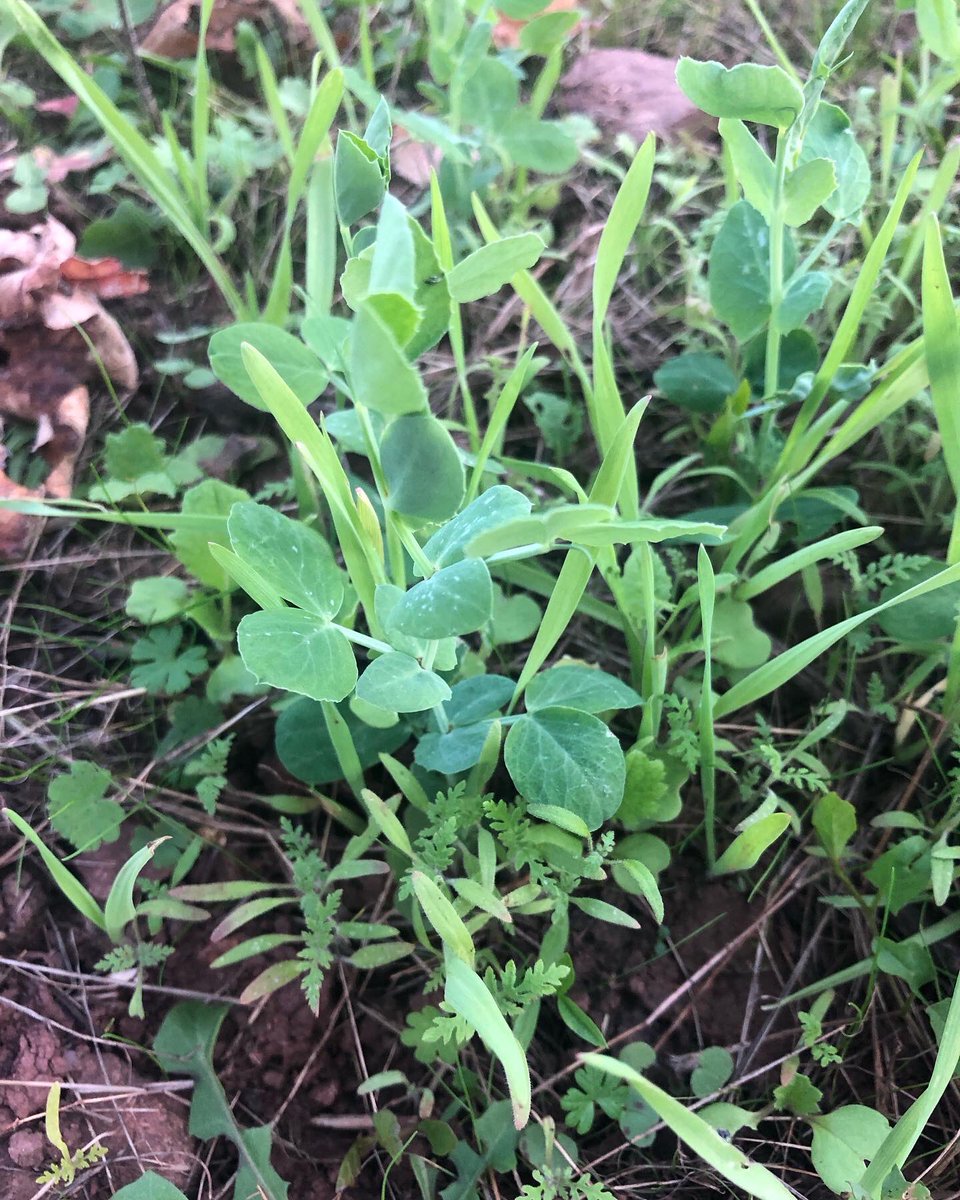 Bertrand011322's tweet image. Le semis du 15 septembre a commencé à lever sur un sol jamais travaillé en 2eme année de conversion bio 😄👍. Ça pousse 🌱 
.
.
.
#biodiversité #vignes #beaujolais #blacé #bio #vin #frenchwine #naturalwines #engraisverts #couvertvegetal