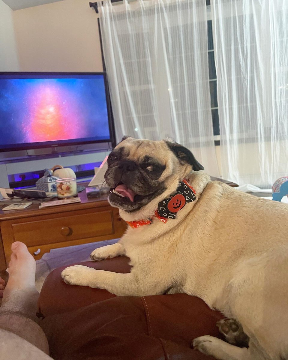 ItsMatchaThePug's tweet photo. Spending time with my mama &amp; papa is just the best 💗 #HappyMonday #MatchaThePug https://t.co/gFhq1uMQA3