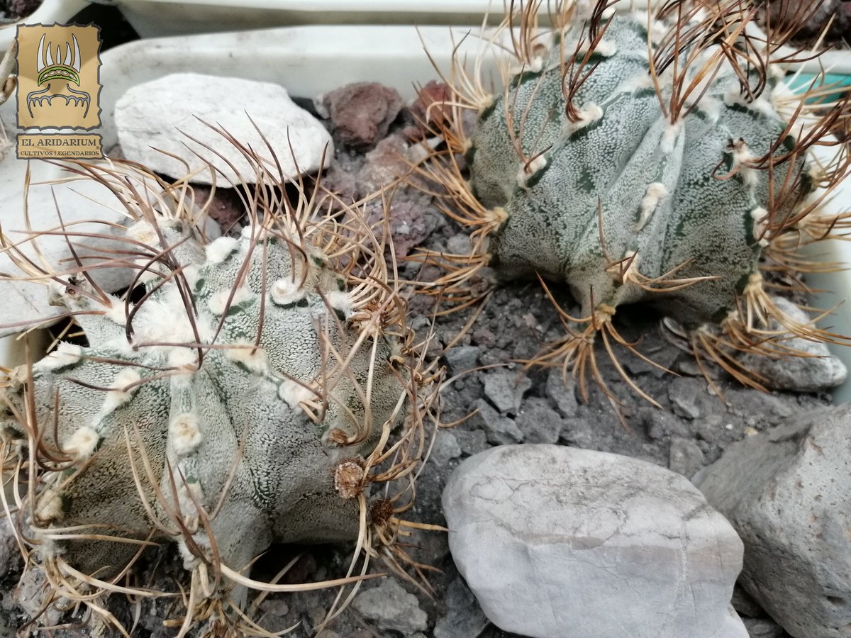 ElAridarium's tweet photo. Día Nacional de las cactáceas, Astrophytum capricorne v. Niveum #suculentas #cacti #cactaceas #botanical #botanic #aridplants #plants #plantas #plantasáridas #greenhouse #cacticollection #succulents #suculentas #cactusmexicanos #cactusysuculentas https://t.co/61o0jwP8it