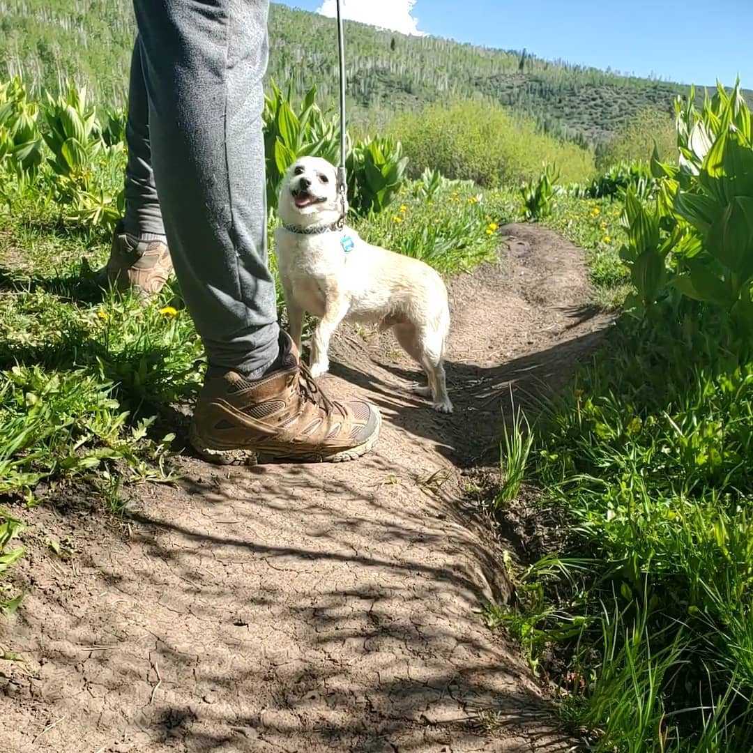 rachioco's tweet photo. Itโs #WalkToAPark Day! ๐ณ๐ We asked the Rachio pet squad about their latest local park adventures (thanks, humans, for photographing!).
Check out these happy pups and then maybe take your own furry friend to their favorite outdoor space! #ConnectOutside https://t.co/dm8n90muR0
