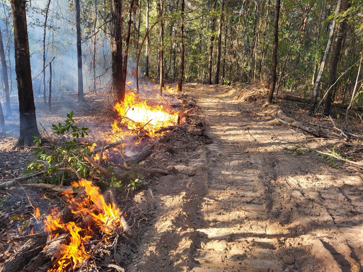 Since Friday, Texas A&M Forest Service has responded to 13 wildfires for 36 acres. Surface moisture rises this week, slowing fire activity compared to last week. Large fires are not expected. Activity may occur in areas w/dry veg in SE, NE, North, Central, Western Pineywoods.