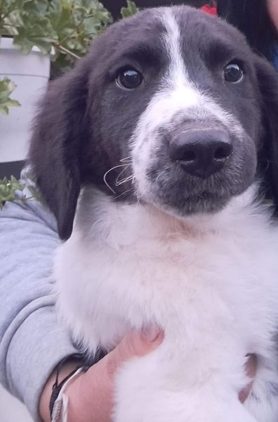 DNVSaveanimals's tweet photo. Sadly and through no fault of his own Lads adoption has fallen through. This means he's available for another lucky family (children 10+). 
      💙  Lad is your typical bundle of fun puppy, now 13 weeks old in the shelter in Bosnia
#teamzay #k9hour https://t.co/fFtWRKoolf