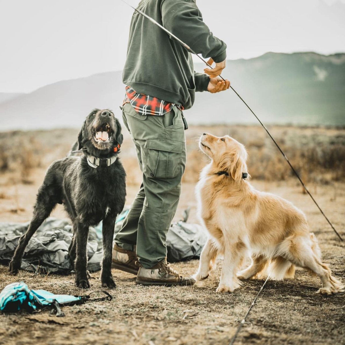 Our dogs are high-quality, task-trained service dogs trained by veterans.  #servicedogs