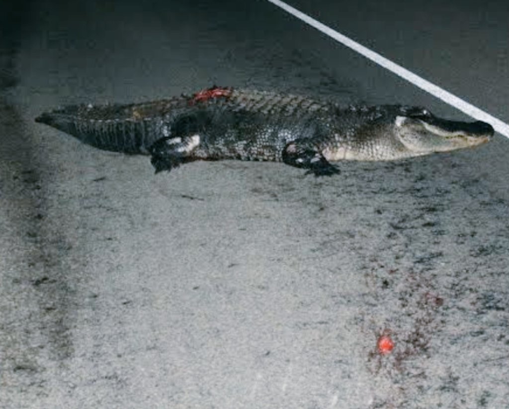 British Airways Boeing 747 plane from Durban to Johannesburg has been delayed after hitting a 9 feet long alligator above Cape Town . Everybody is ok...  Allegator suffered minor injuries and has been rushed to Polokwane hospital to be treated for shock.