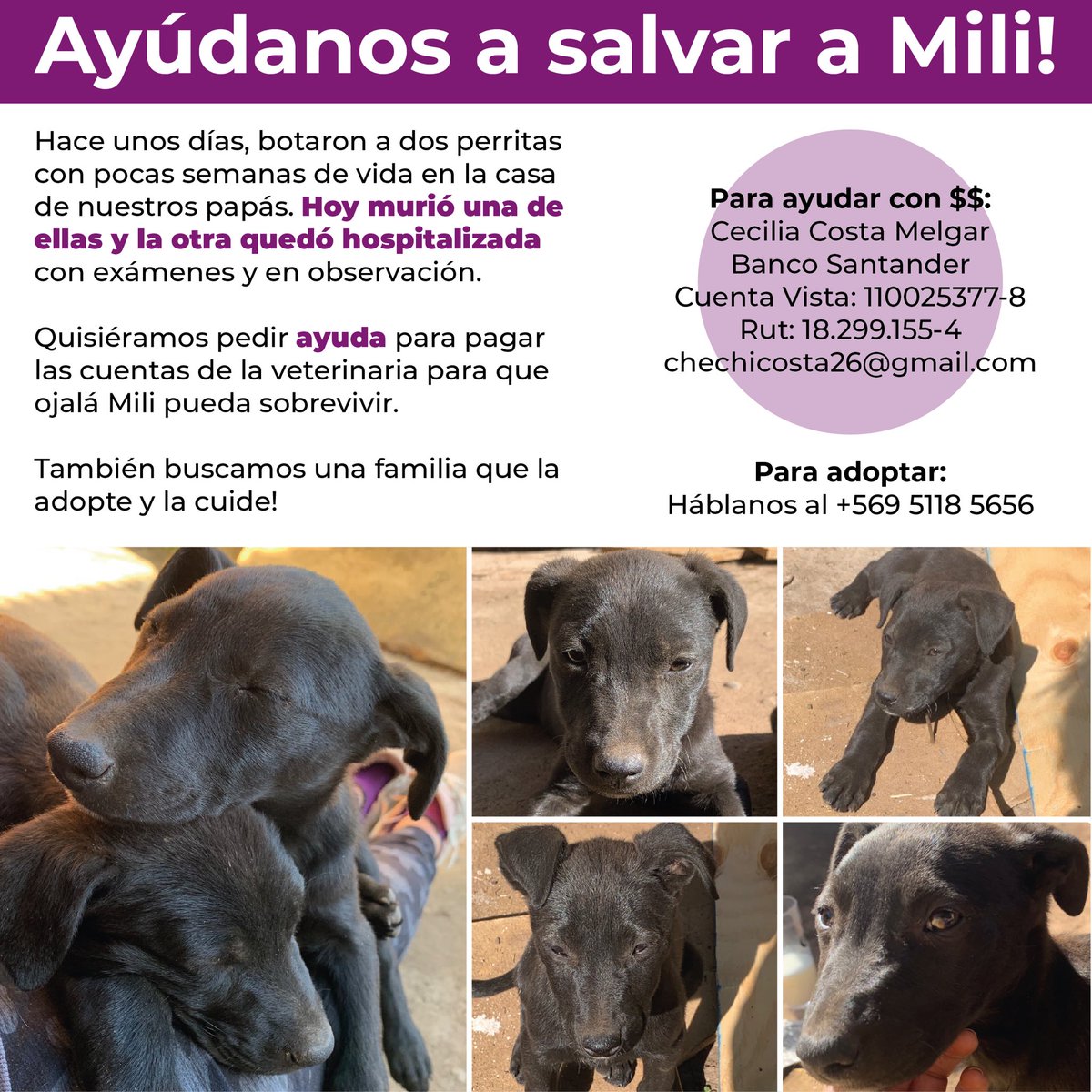 CarvajalMPaz's tweet photo. Ayudenos por favor! Con $$ o difundiendo! Gracias!! #adopcion #nosonmuebles #perritos #ayuda @leonardofarkas https://t.co/YiDi1k04ug