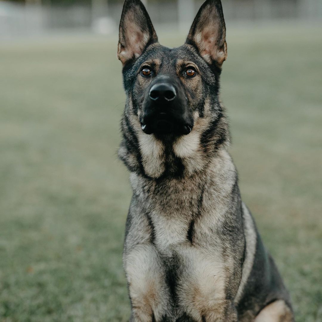 $0.95 of every $1.00 donated goes back to direct service for our dogs to be trained, elite service dogs. #nonprofit #veterans